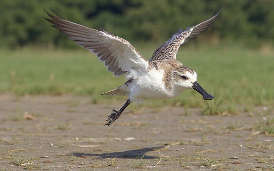 spoon-billed sandpiper