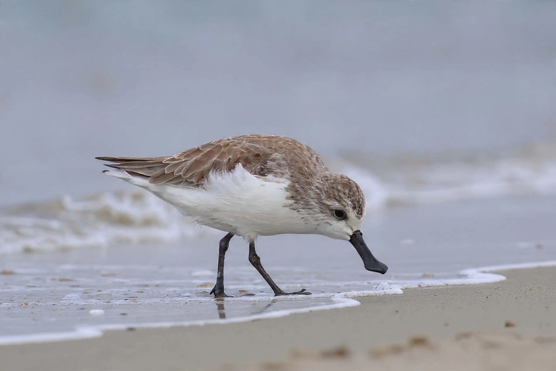 spoon-billed sandpiper